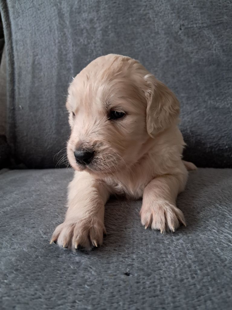 Du Royaume D'Helfy - Chiot disponible  - Golden Retriever