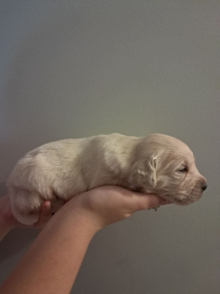 Du Royaume D'Helfy - Chiot disponible  - Golden Retriever