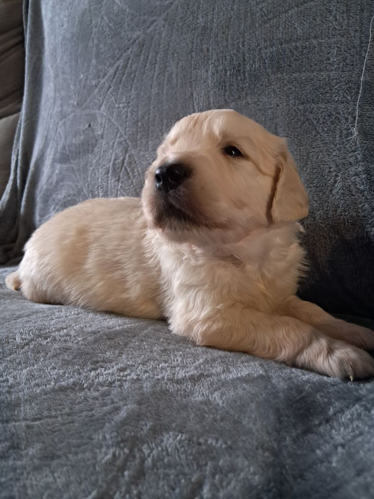 Du Royaume D'Helfy - Chiot disponible  - Golden Retriever