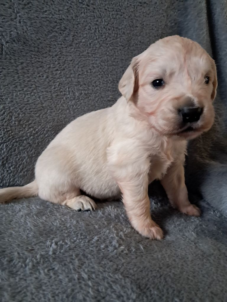 Du Royaume D'Helfy - Chiot disponible  - Golden Retriever