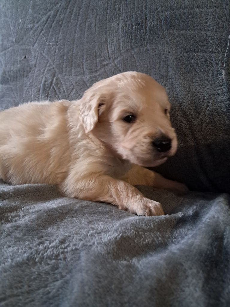 Du Royaume D'Helfy - Chiot disponible  - Golden Retriever