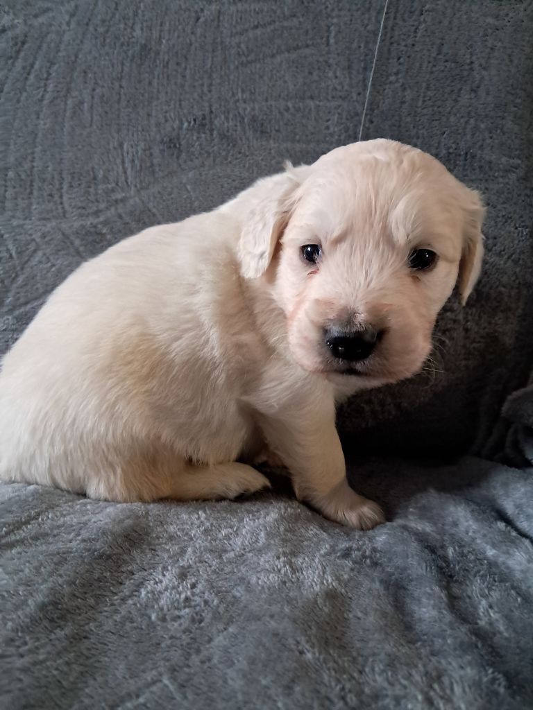 Du Royaume D'Helfy - Chiot disponible  - Golden Retriever