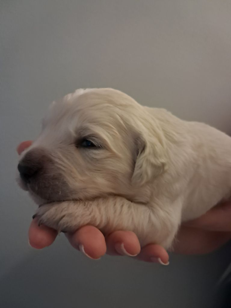 Du Royaume D'Helfy - Chiot disponible  - Golden Retriever