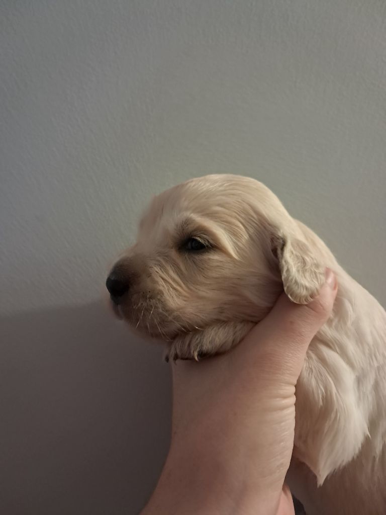 Du Royaume D'Helfy - Chiot disponible  - Golden Retriever