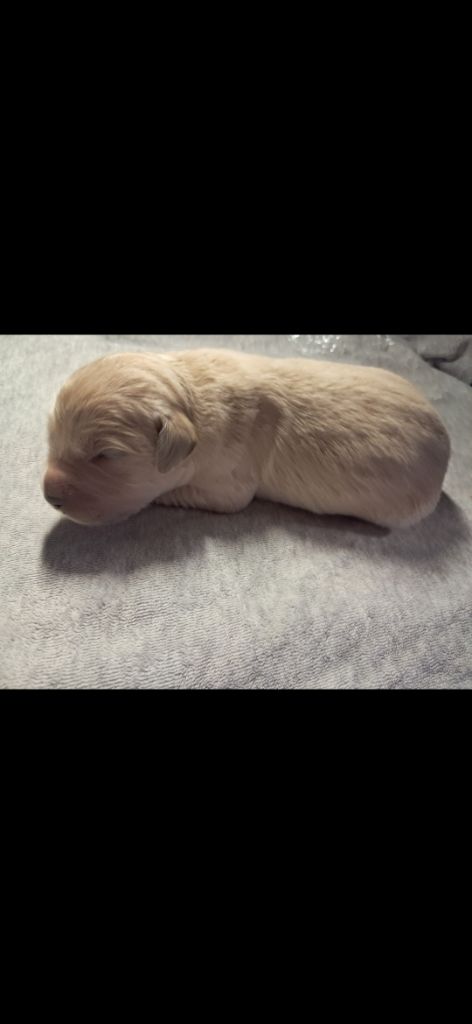 Du Royaume D'Helfy - Chiots disponibles - Golden Retriever