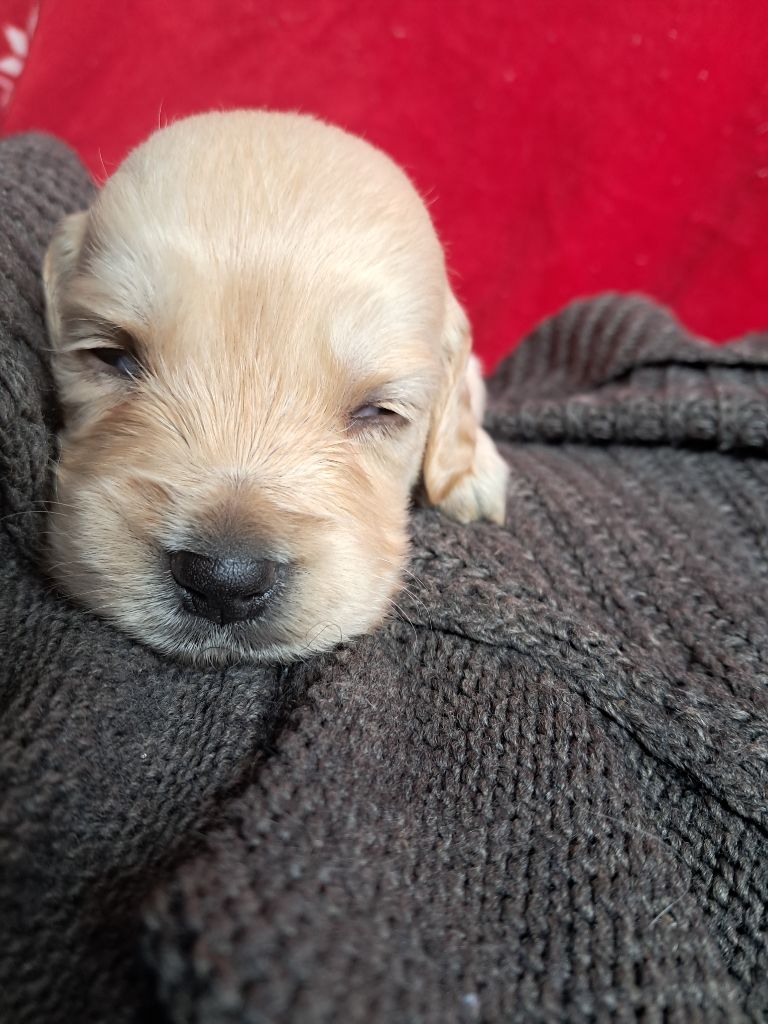 Du Royaume D'Helfy - Chiots disponibles - Golden Retriever