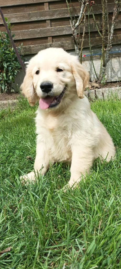 Du Royaume D'Helfy - Chiots disponibles - Golden Retriever