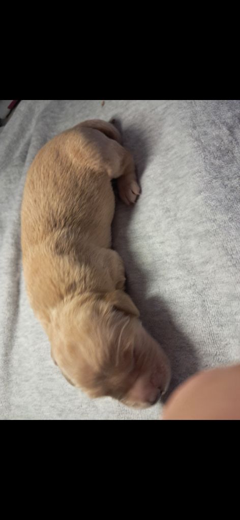 Du Royaume D'Helfy - Chiots disponibles - Golden Retriever