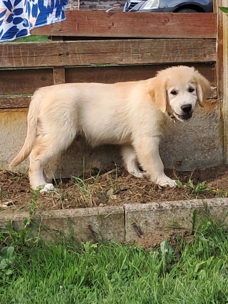 Du Royaume D'Helfy - Chiots disponibles - Golden Retriever