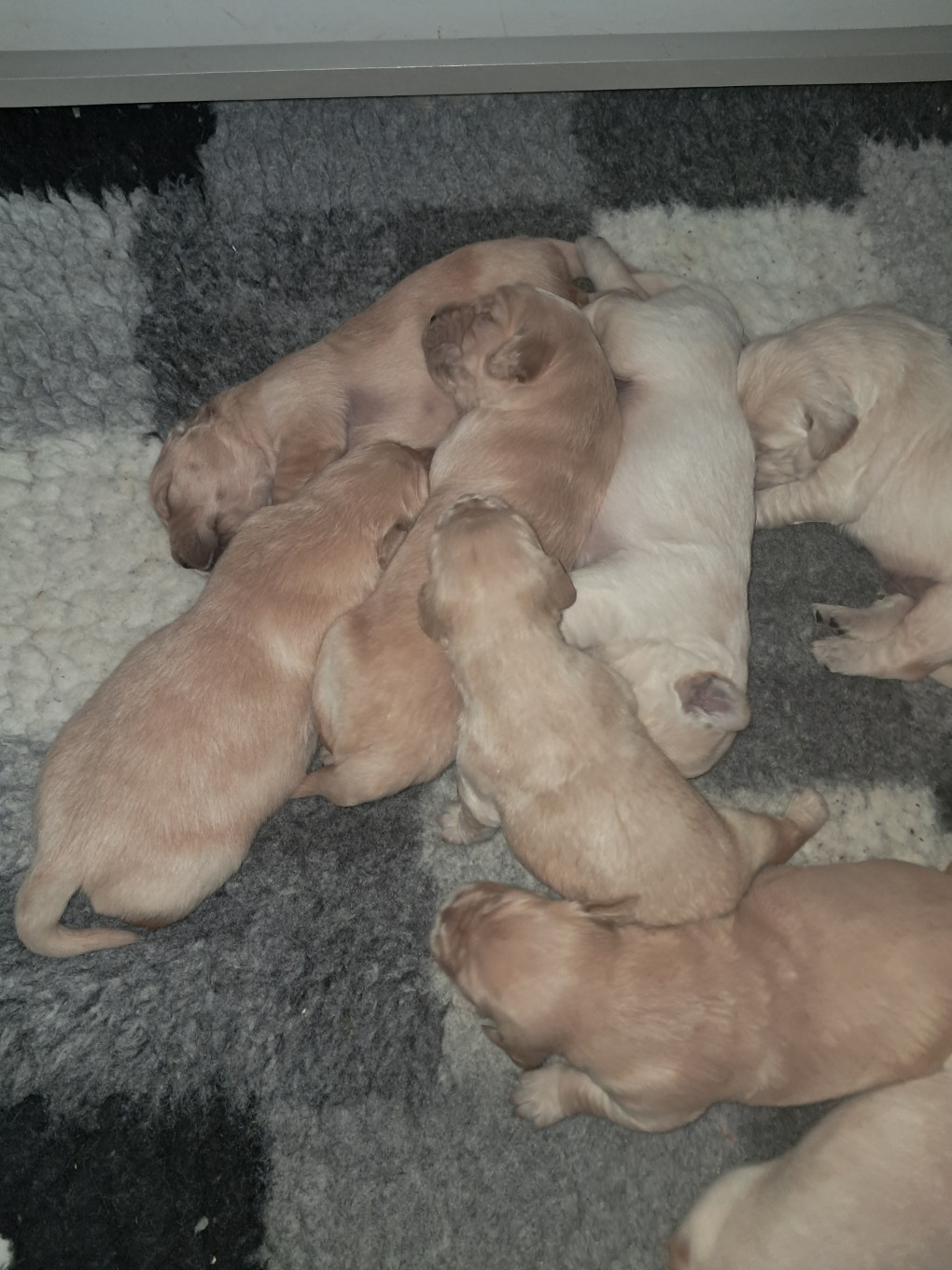 Chiot Golden Retriever Du Royaume D'Helfy