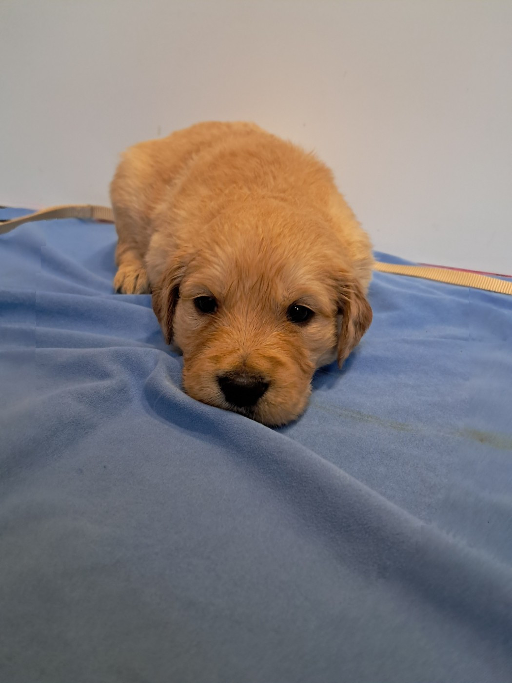 Du Royaume D'Helfy - Chiots disponibles - Golden Retriever