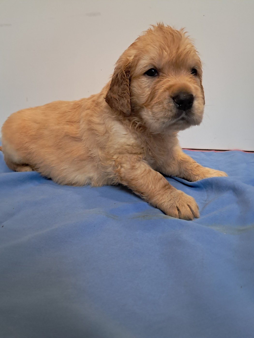 Du Royaume D'Helfy - Chiots disponibles - Golden Retriever