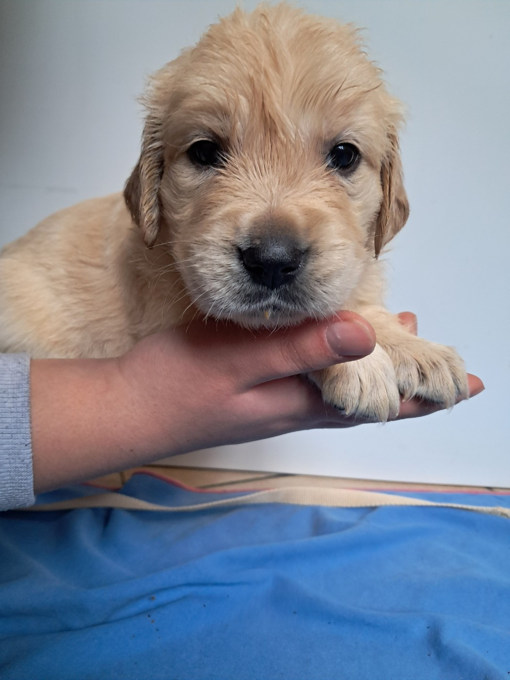 Du Royaume D'Helfy - Chiots disponibles - Golden Retriever
