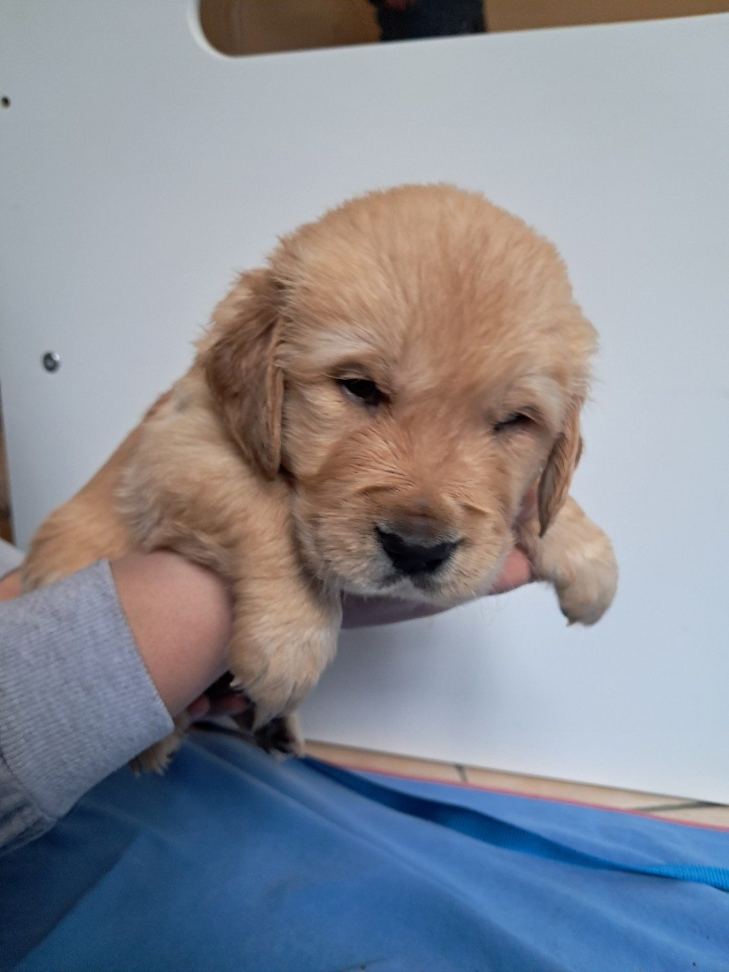Du Royaume D'Helfy - Chiots disponibles - Golden Retriever