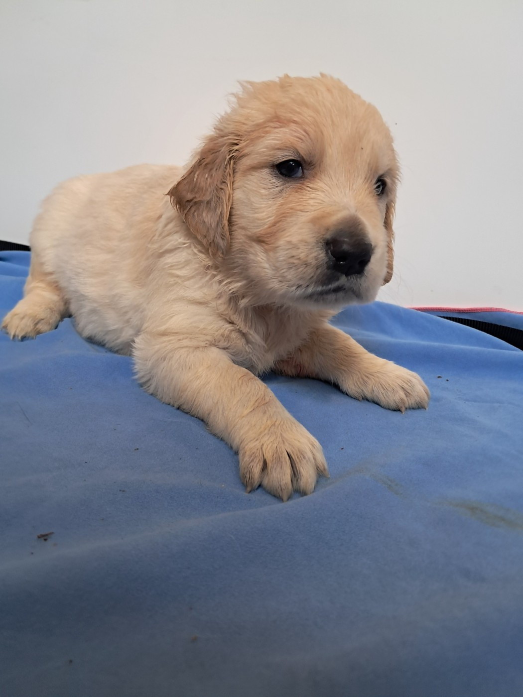 Du Royaume D'Helfy - Chiots disponibles - Golden Retriever