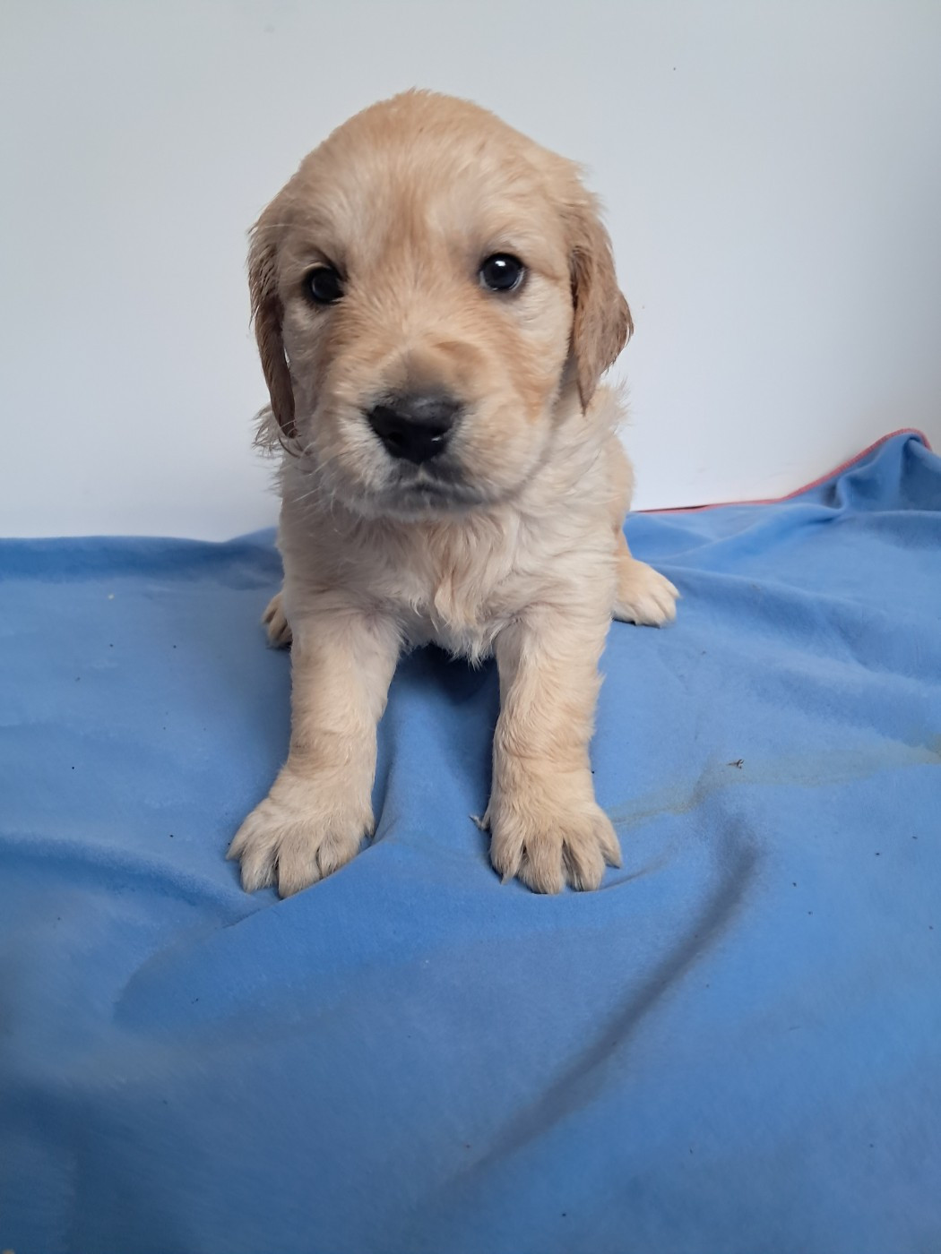 Du Royaume D'Helfy - Chiots disponibles - Golden Retriever