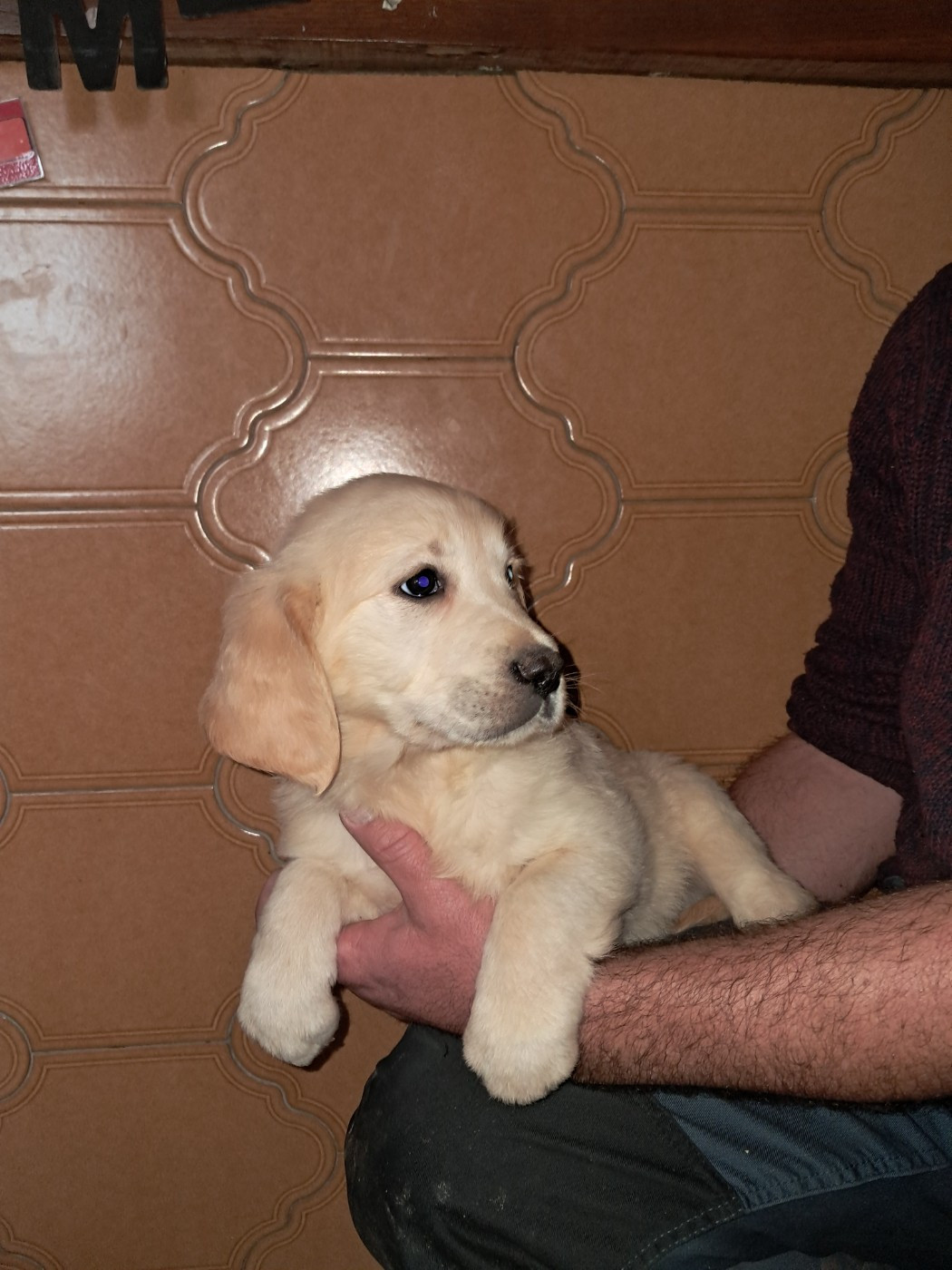 Du Royaume D'Helfy - Chiots disponibles - Golden Retriever