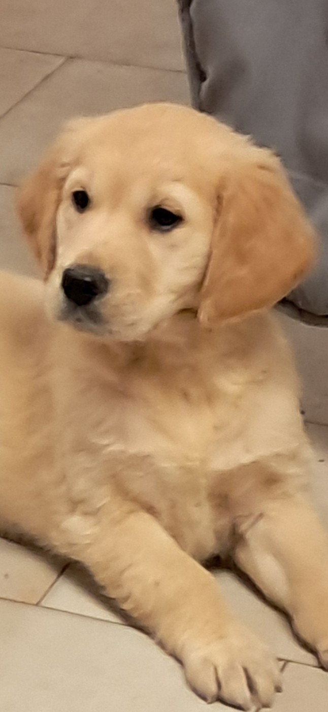 Du Royaume D'Helfy - Chiots disponibles - Golden Retriever