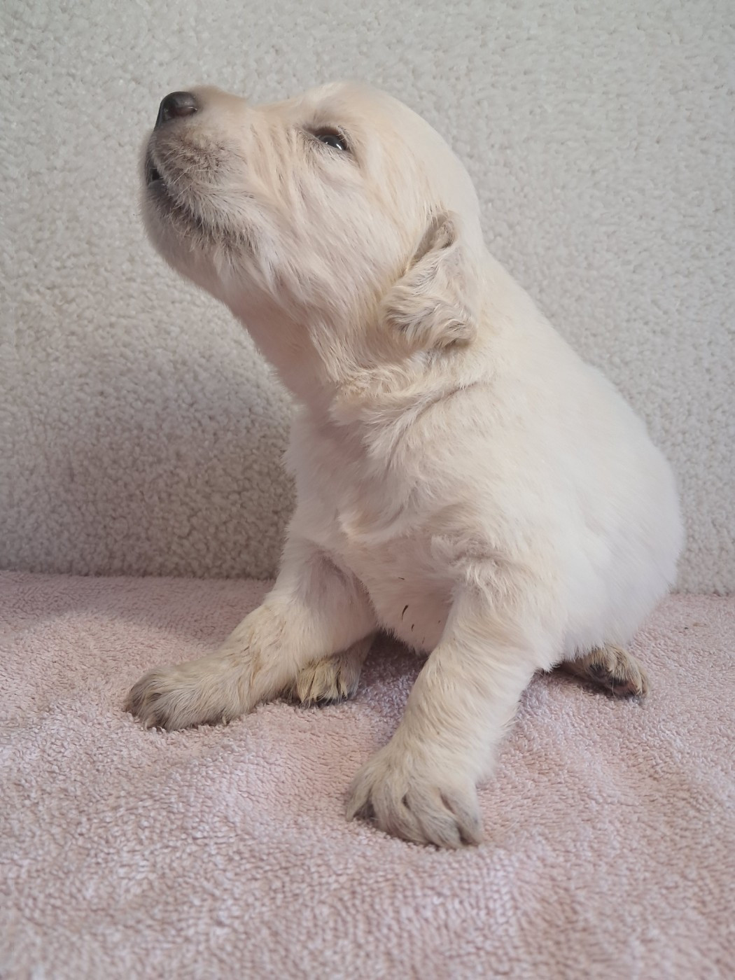 Du Royaume D'Helfy - Chiots disponibles - Golden Retriever
