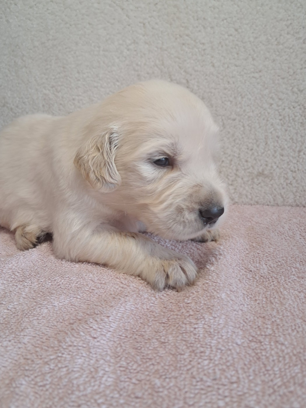 Du Royaume D'Helfy - Chiots disponibles - Golden Retriever