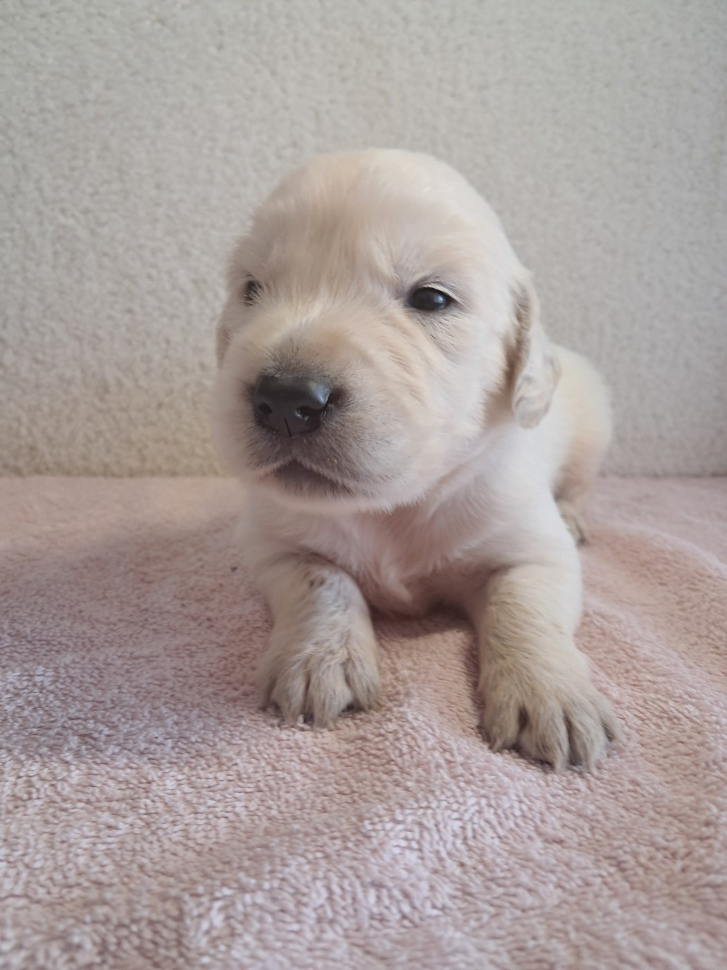 Du Royaume D'Helfy - Chiots disponibles - Golden Retriever