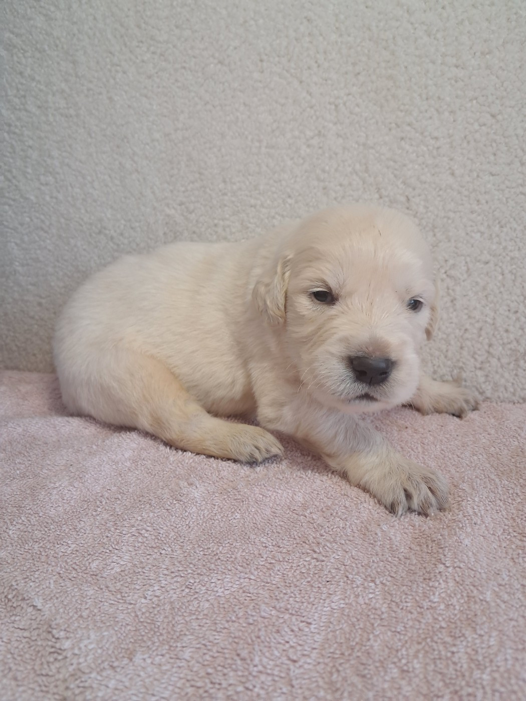 Du Royaume D'Helfy - Chiots disponibles - Golden Retriever