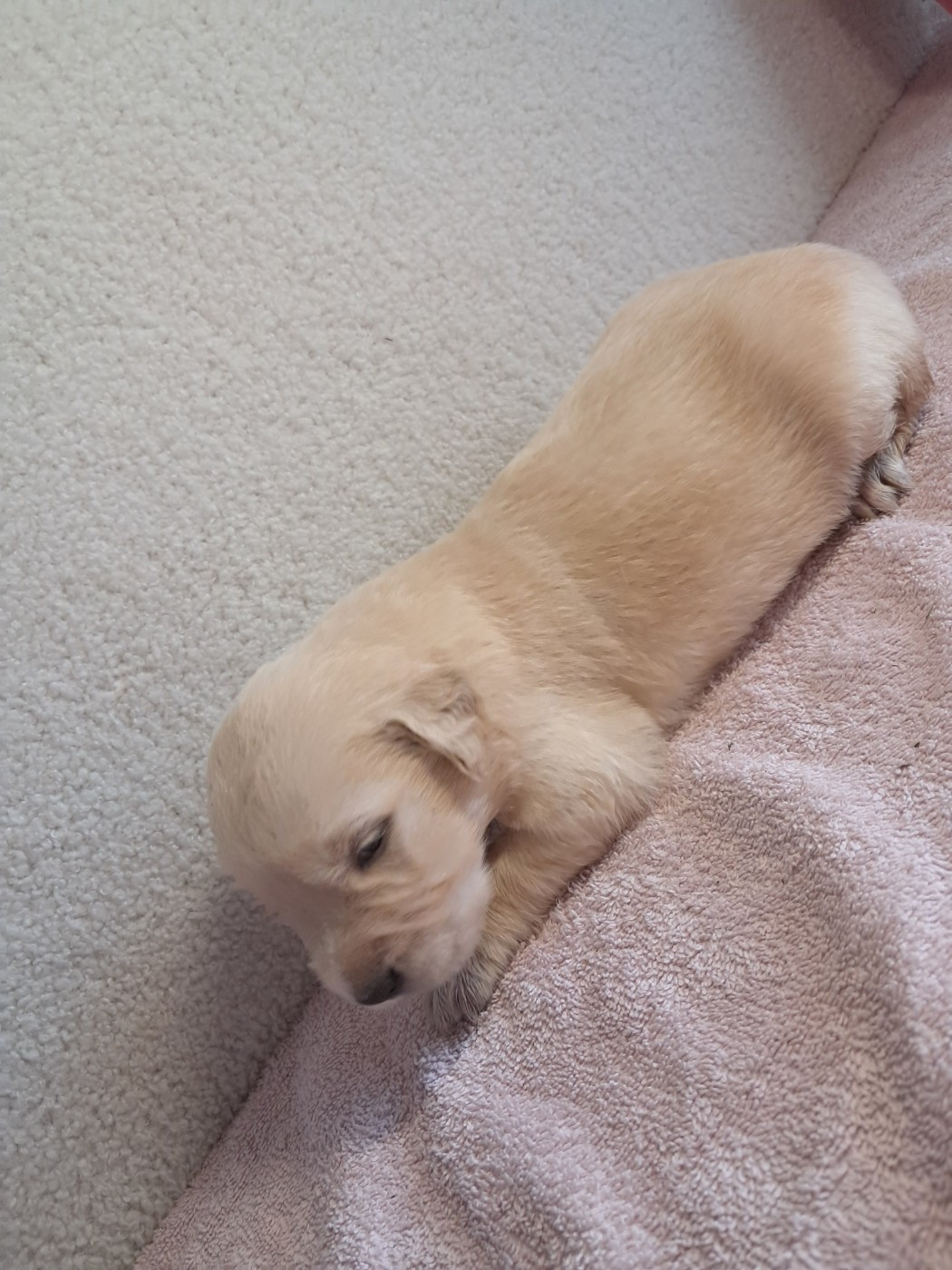 Du Royaume D'Helfy - Chiots disponibles - Golden Retriever