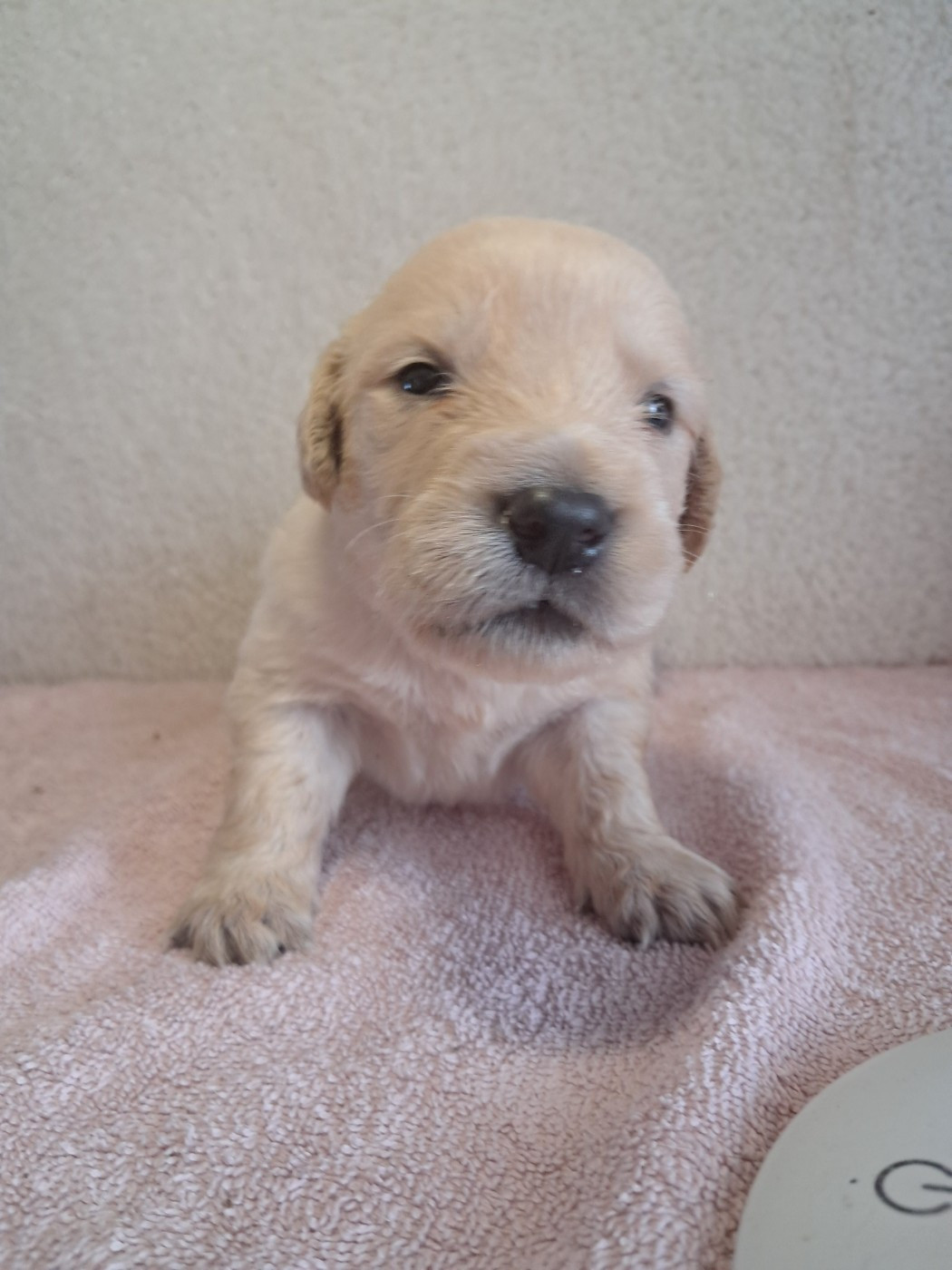 Du Royaume D'Helfy - Chiots disponibles - Golden Retriever