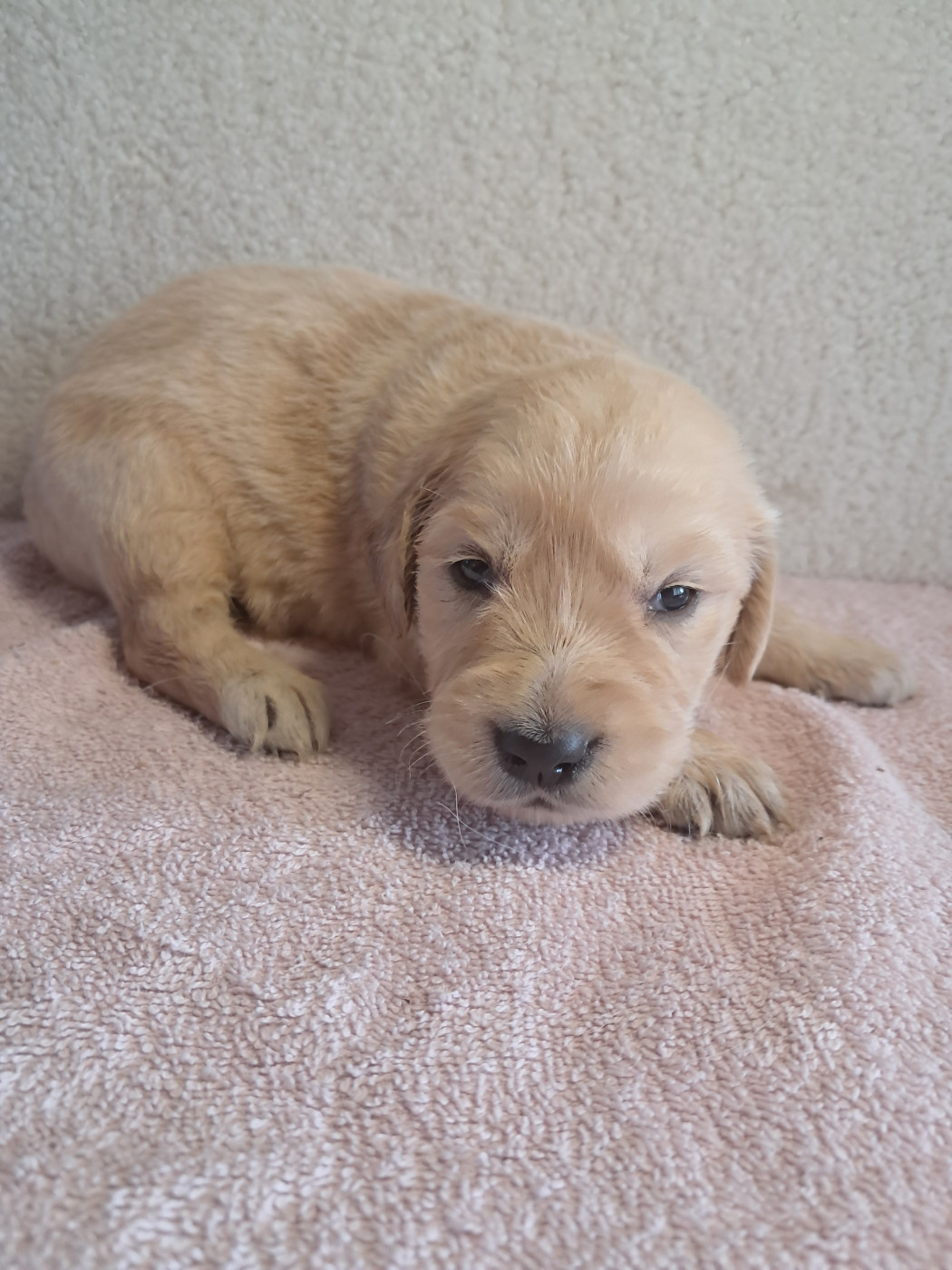 Du Royaume D'Helfy - Chiots disponibles - Golden Retriever