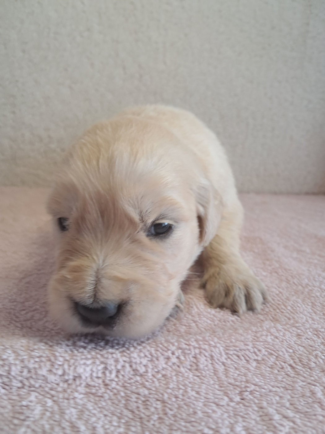 Du Royaume D'Helfy - Chiots disponibles - Golden Retriever