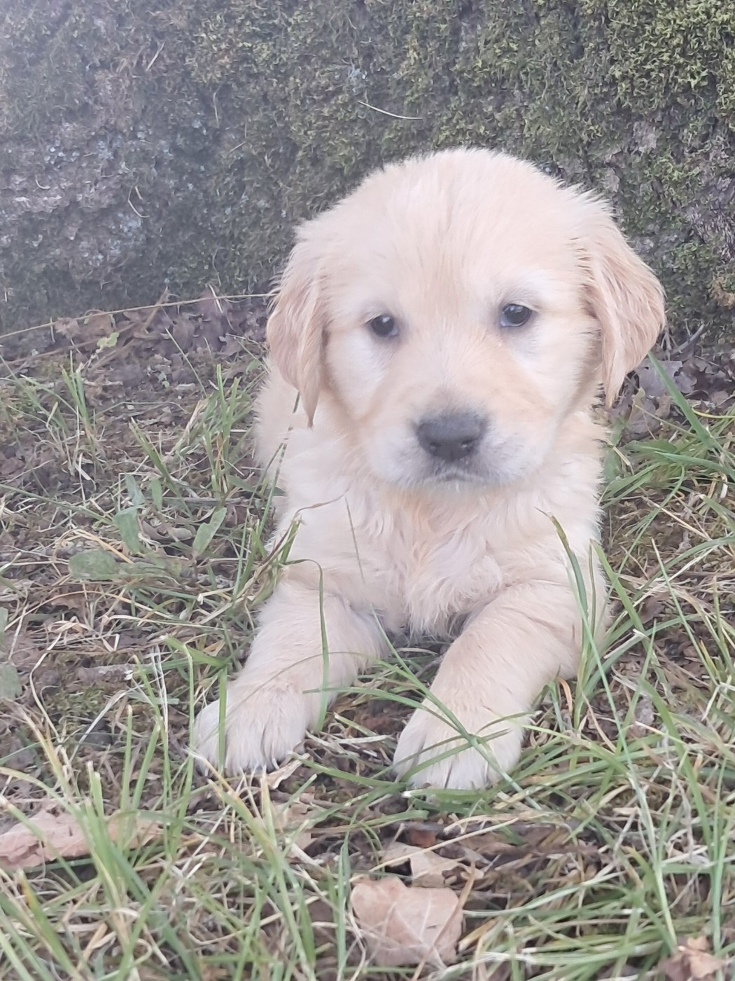Du Royaume D'Helfy - Chiots disponibles - Golden Retriever