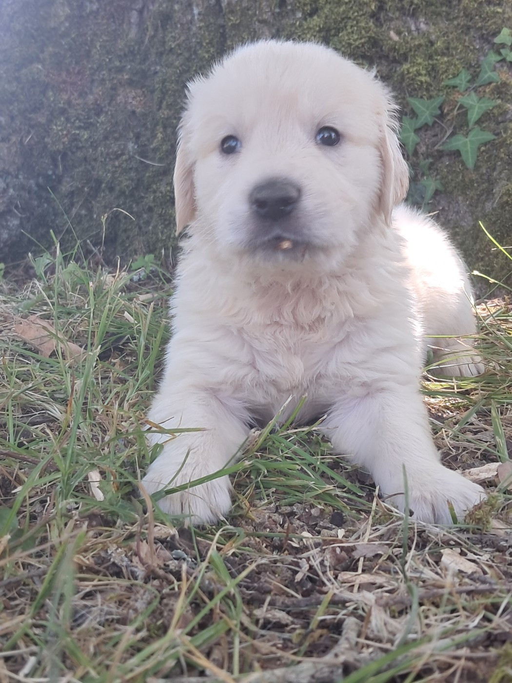Du Royaume D'Helfy - Chiots disponibles - Golden Retriever