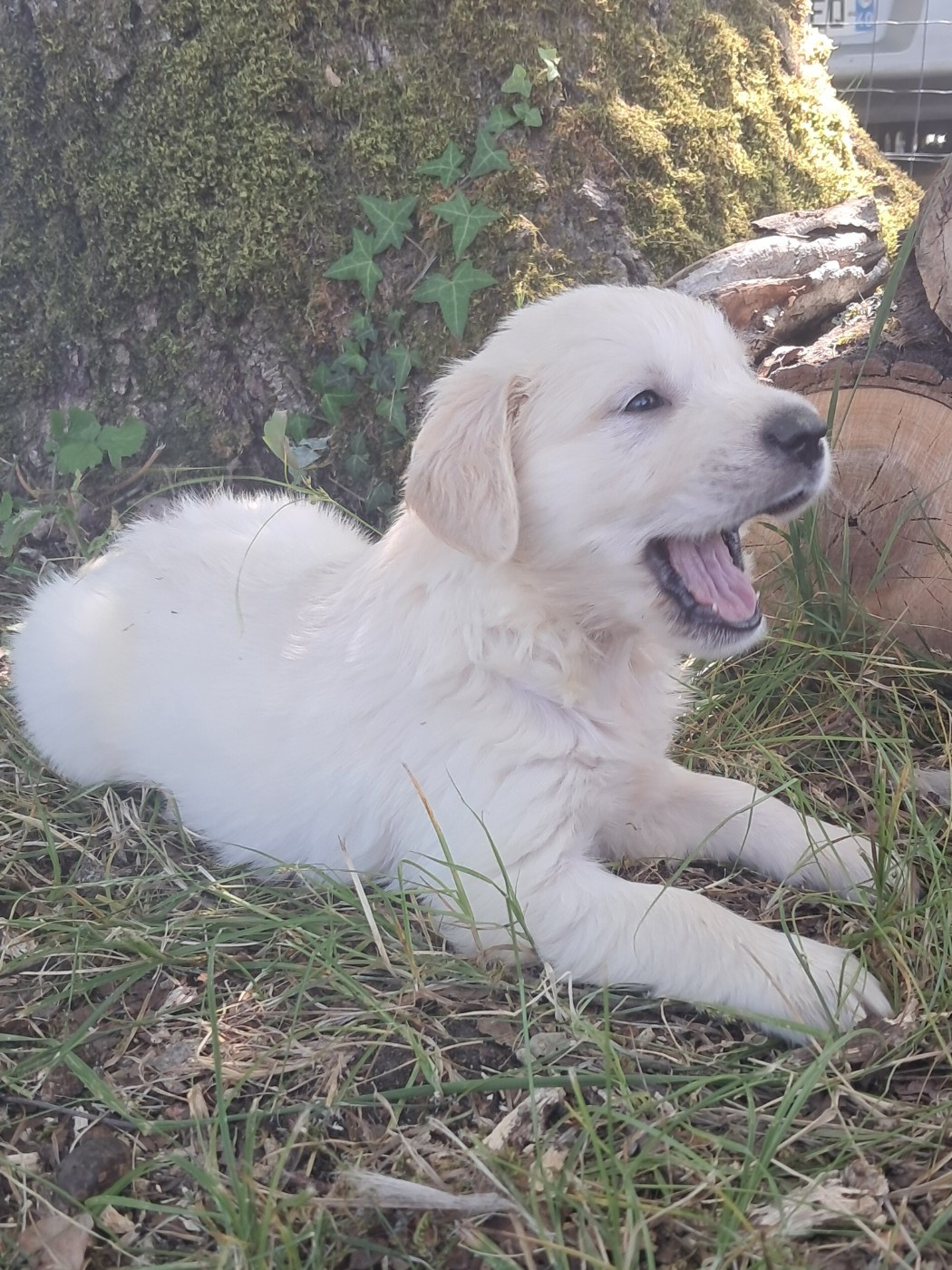 Du Royaume D'Helfy - Chiots disponibles - Golden Retriever