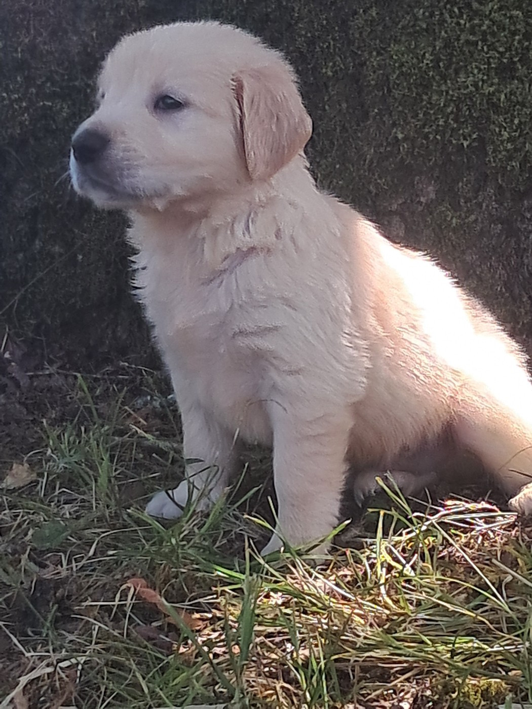Du Royaume D'Helfy - Chiots disponibles - Golden Retriever