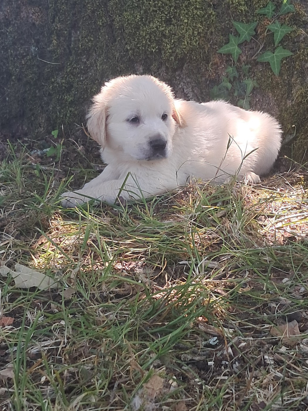 Du Royaume D'Helfy - Chiots disponibles - Golden Retriever