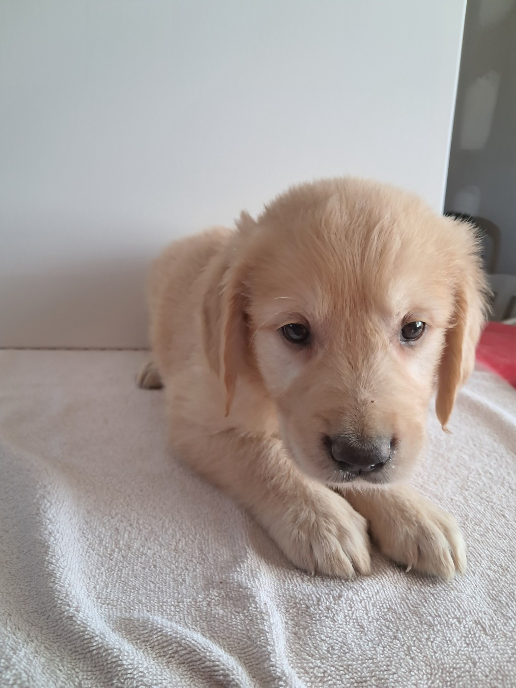 Du Royaume D'Helfy - Chiots disponibles - Golden Retriever