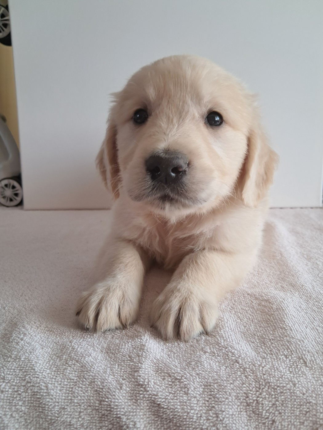 Du Royaume D'Helfy - Chiots disponibles - Golden Retriever