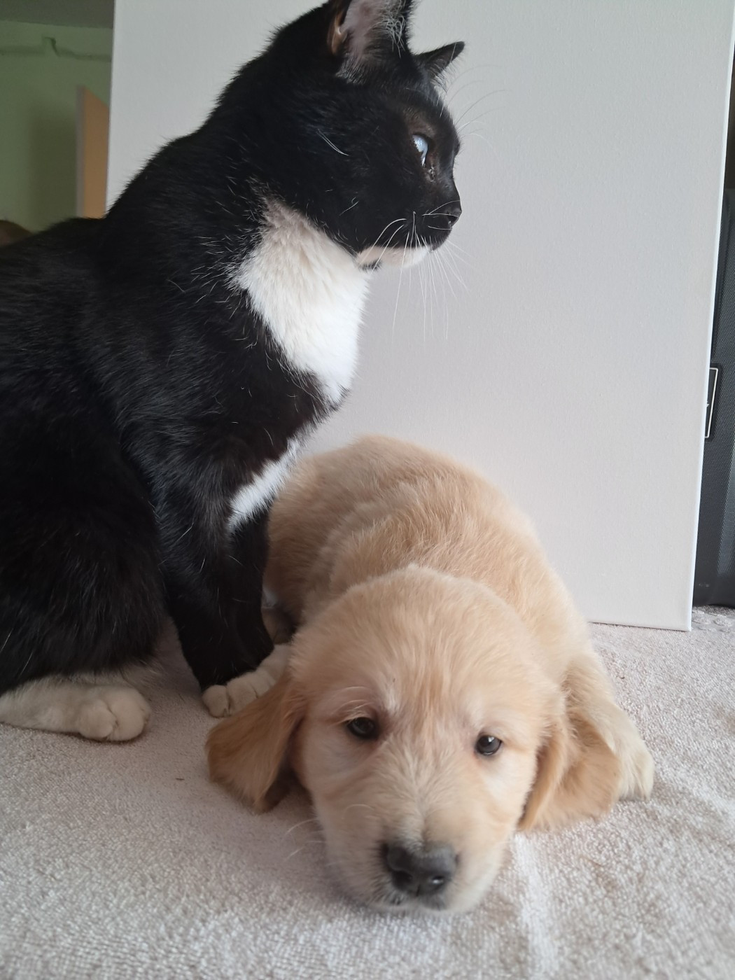 Du Royaume D'Helfy - Chiots disponibles - Golden Retriever