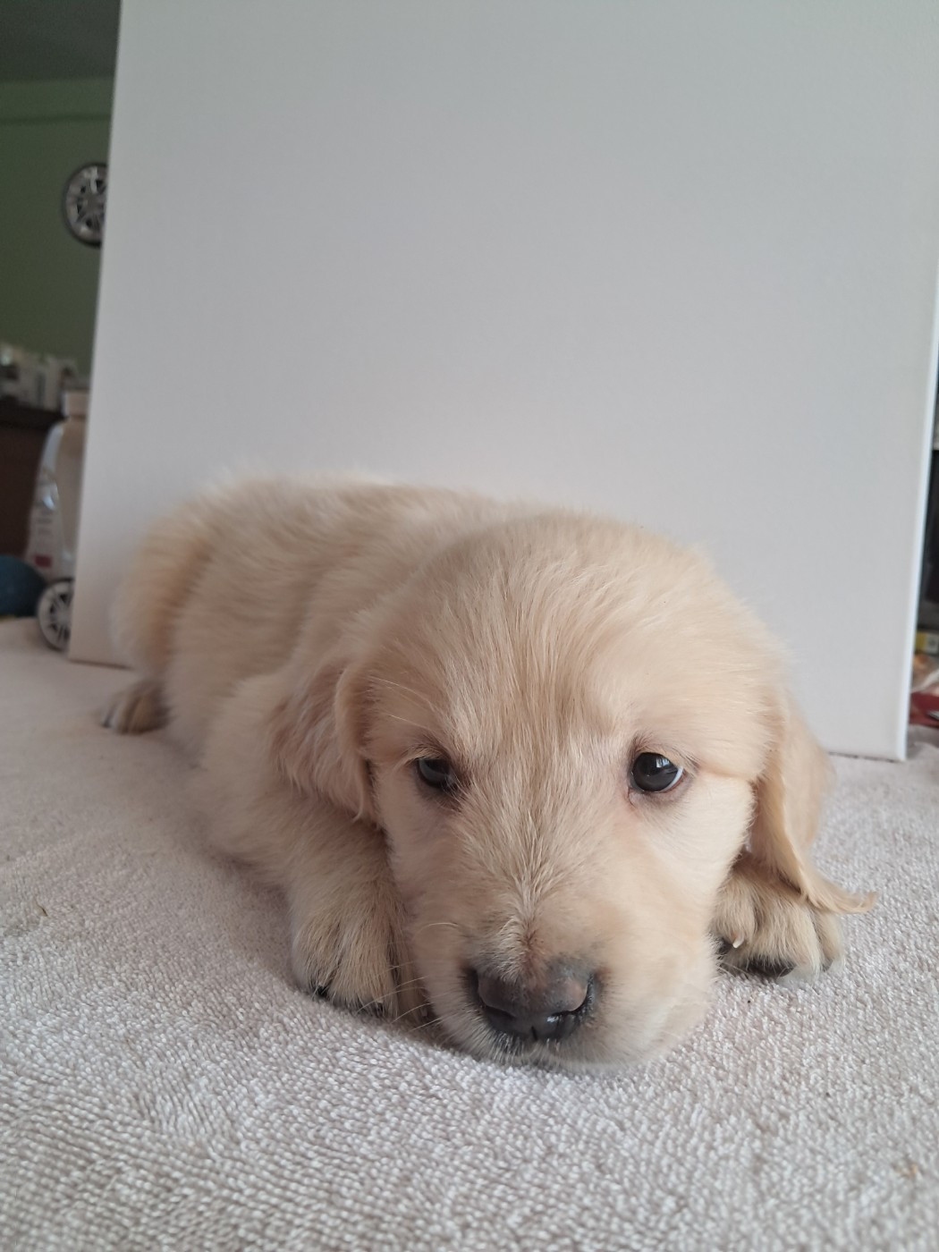 Du Royaume D'Helfy - Chiots disponibles - Golden Retriever