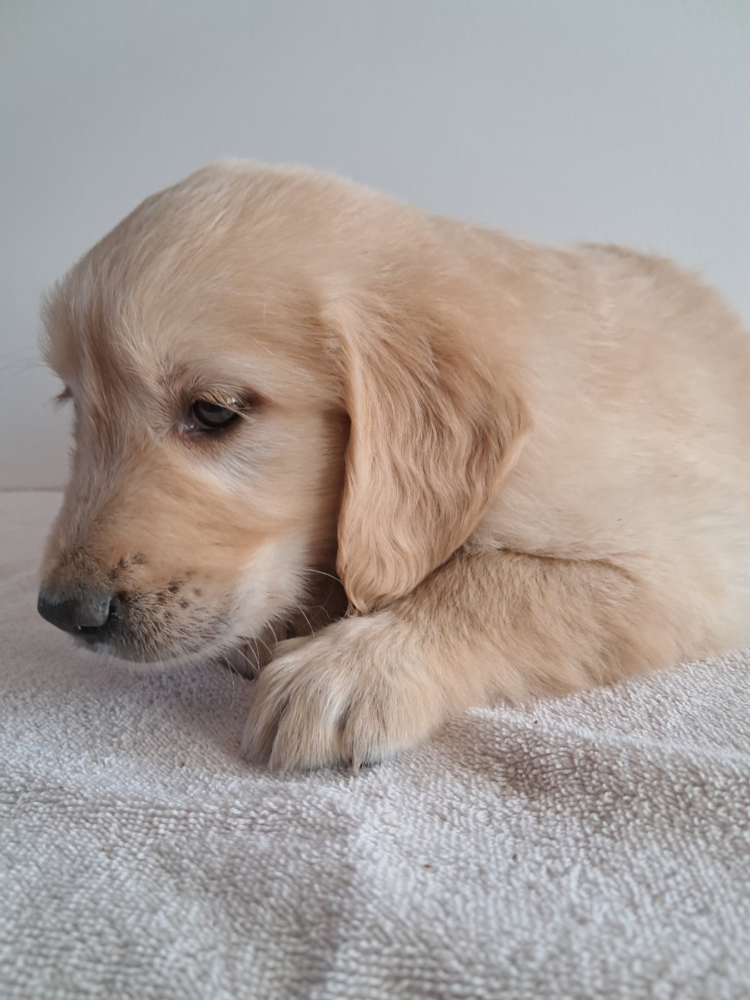 Du Royaume D'Helfy - Chiots disponibles - Golden Retriever