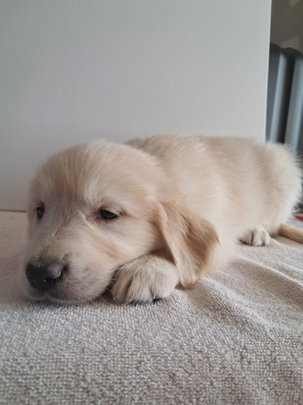 Du Royaume D'Helfy - Chiots disponibles - Golden Retriever