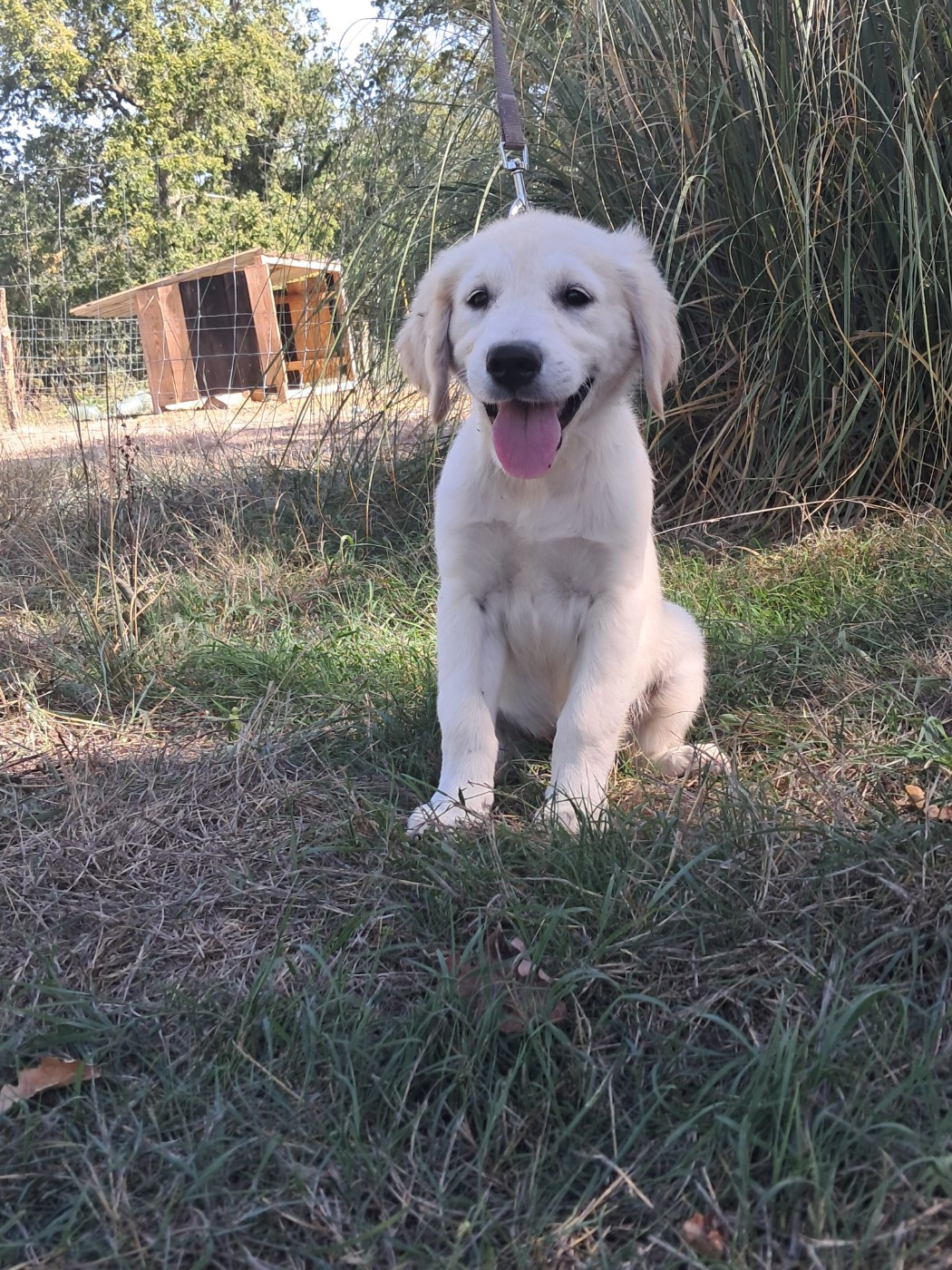 Du Royaume D'Helfy - Chiots disponibles - Golden Retriever