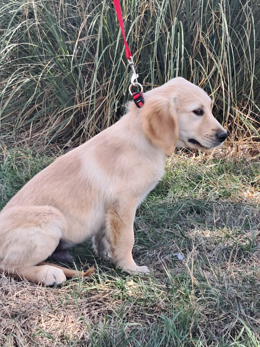 Du Royaume D'Helfy - Chiots disponibles - Golden Retriever