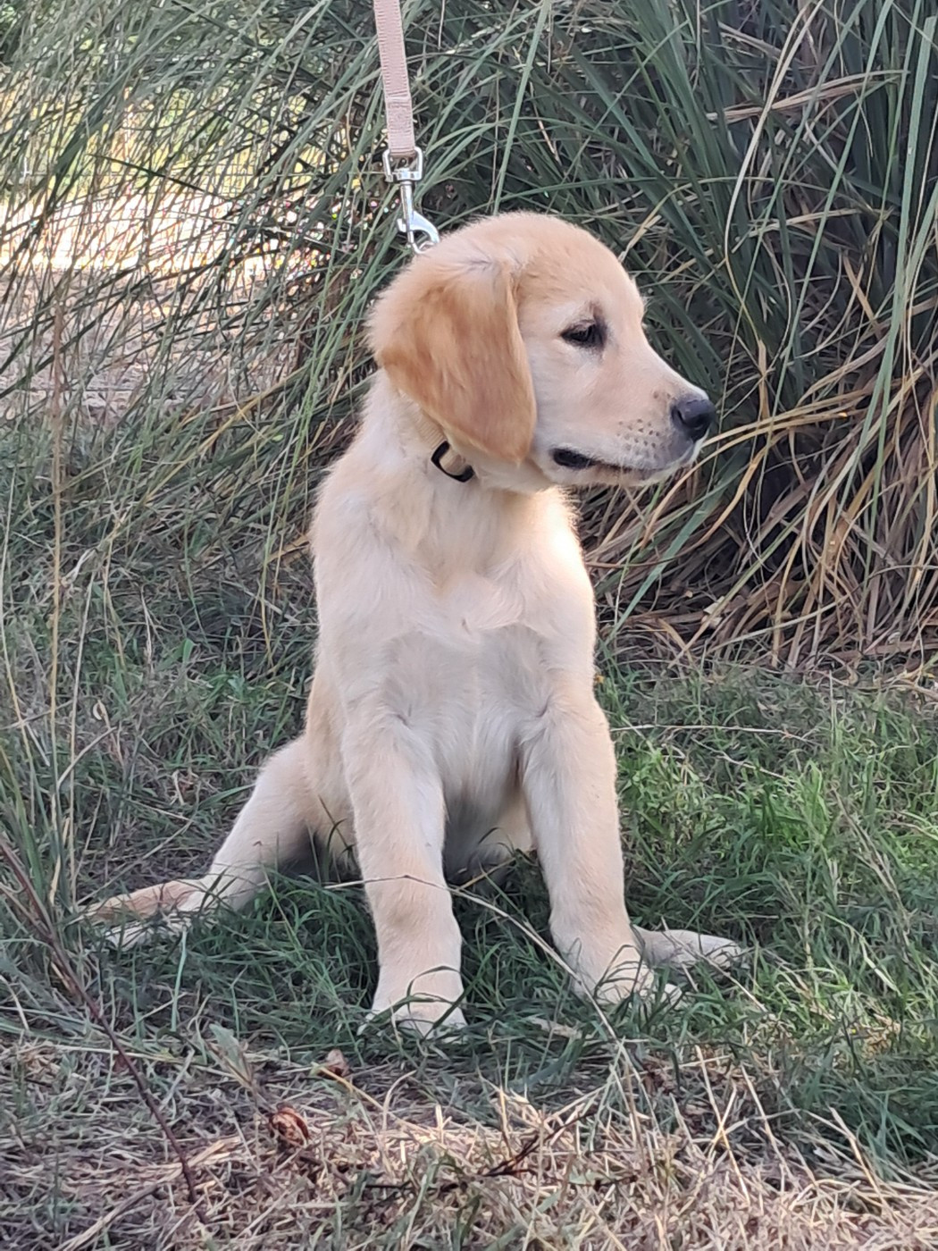 Du Royaume D'Helfy - Chiots disponibles - Golden Retriever