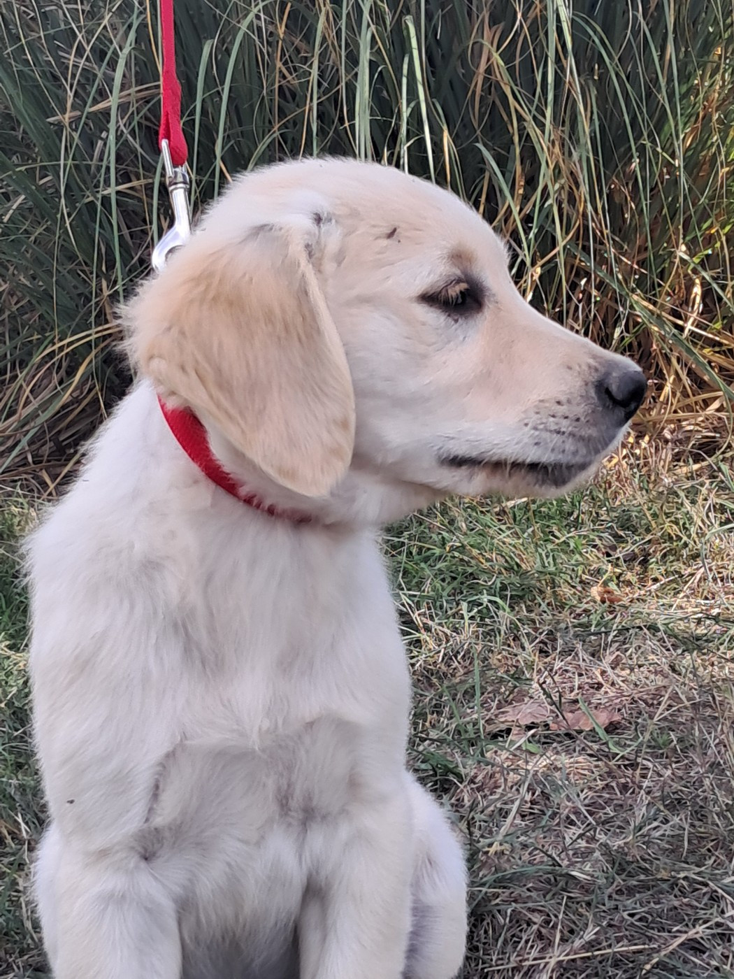 Du Royaume D'Helfy - Chiots disponibles - Golden Retriever