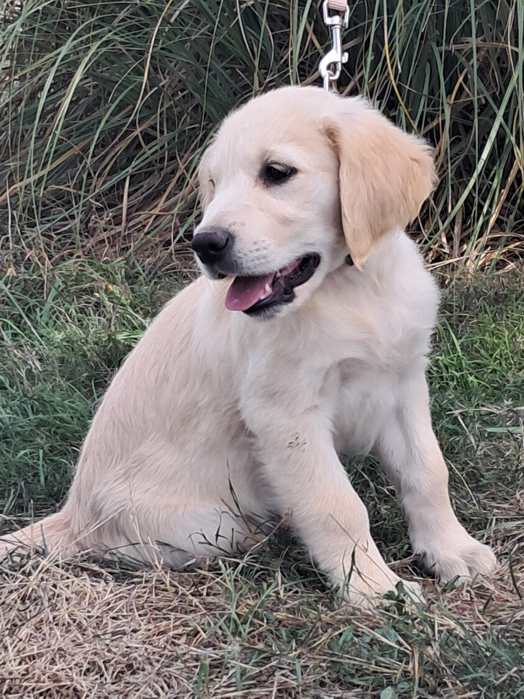 Du Royaume D'Helfy - Chiots disponibles - Golden Retriever