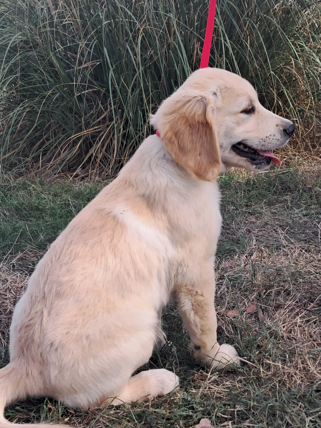 Du Royaume D'Helfy - Chiots disponibles - Golden Retriever