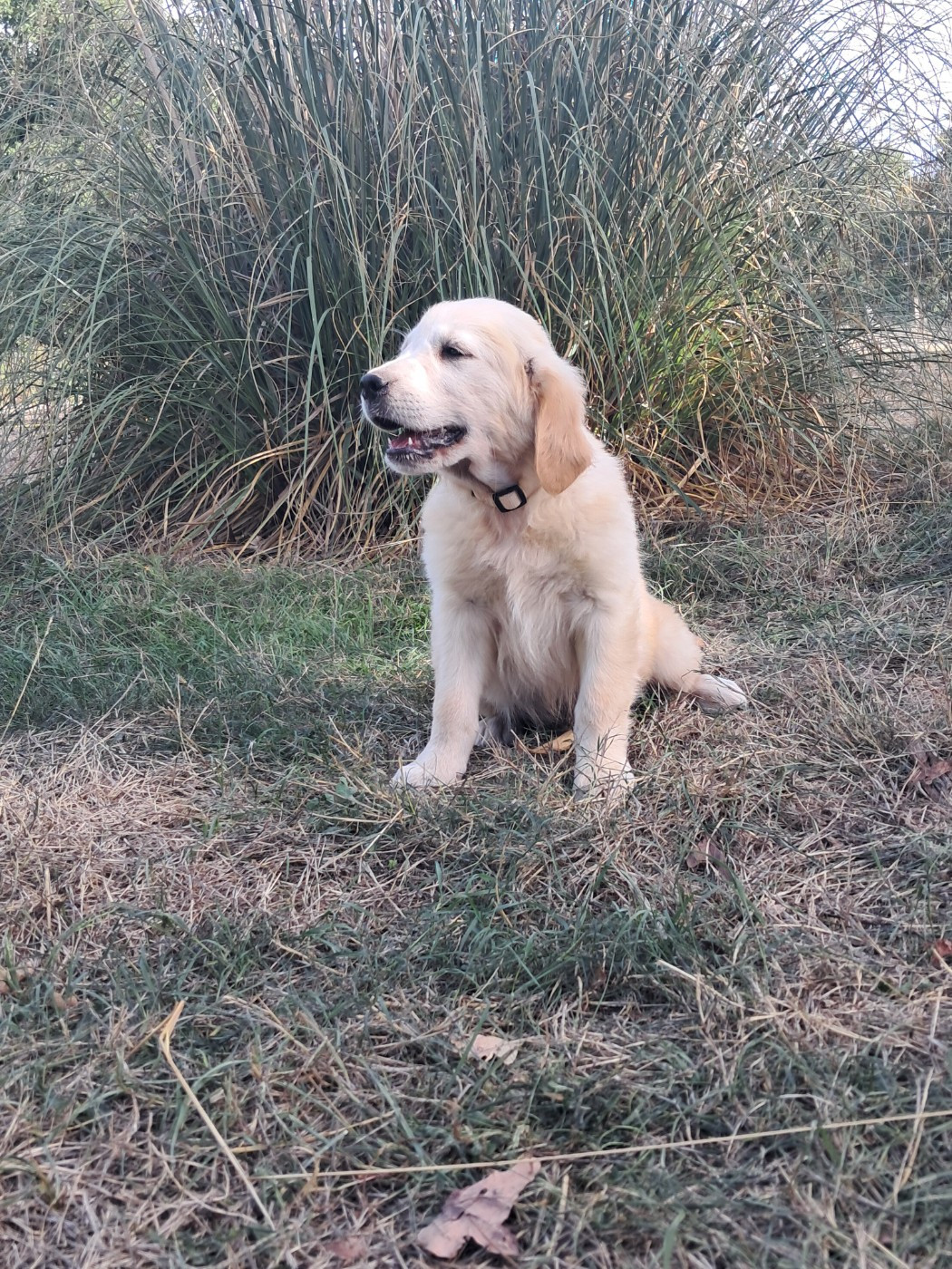 Du Royaume D'Helfy - Chiots disponibles - Golden Retriever