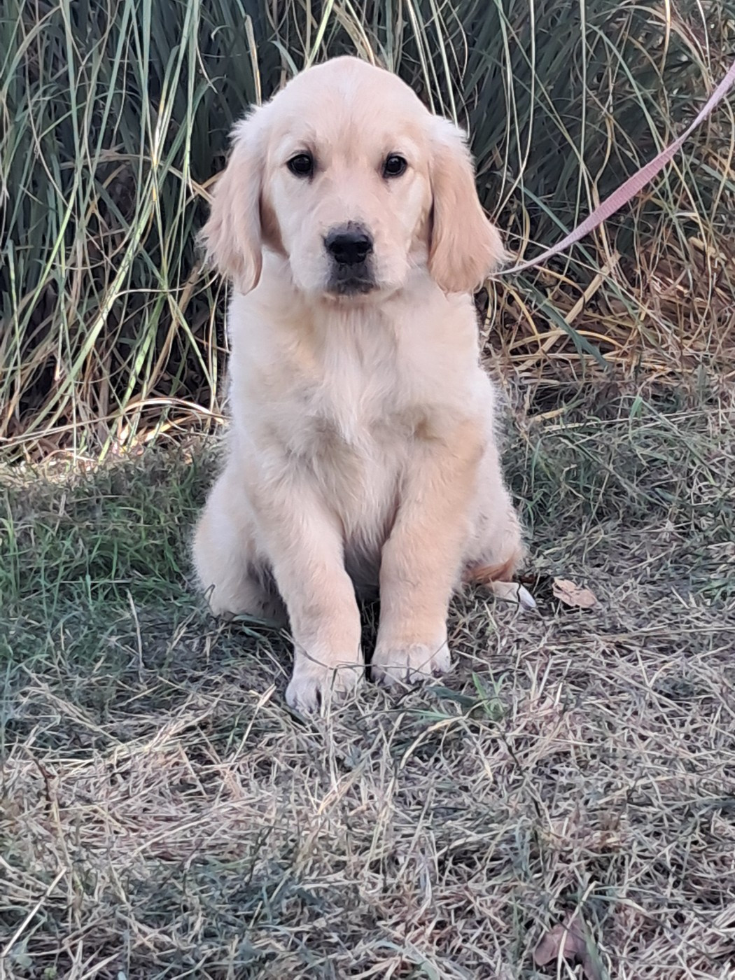 Du Royaume D'Helfy - Chiots disponibles - Golden Retriever