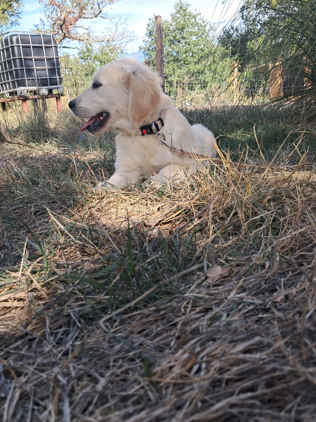 Du Royaume D'Helfy - Chiots disponibles - Golden Retriever